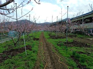배경수 님의 자유주제 · 자유게시판 작성글 사진