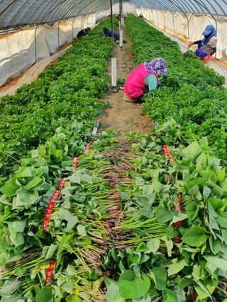김동수님의 고구마 · 자유게시판 작성글 사진