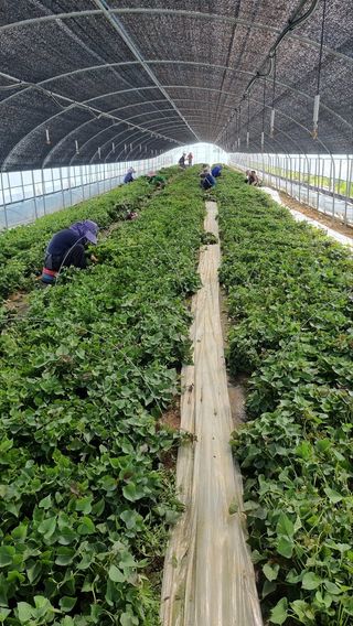 김동수님의 고구마 · 자유게시판 작성글 사진