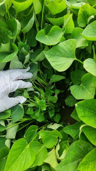 김동수님의 고구마 · 자유게시판 작성글 사진