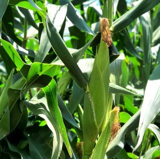 대산농사대장님의 옥수수 · 자유게시판 작성글 사진