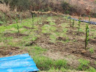 샤인머스켓님의 기타작물 · 영농일지 작성글 사진