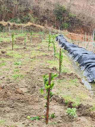 샤인머스켓님의 기타작물 · 영농일지 작성글 사진