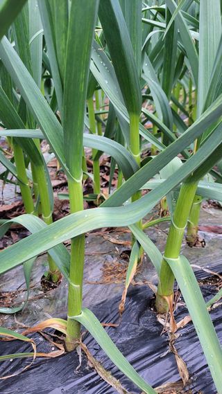 실버농부님의 마늘 · 일상 작성글 사진