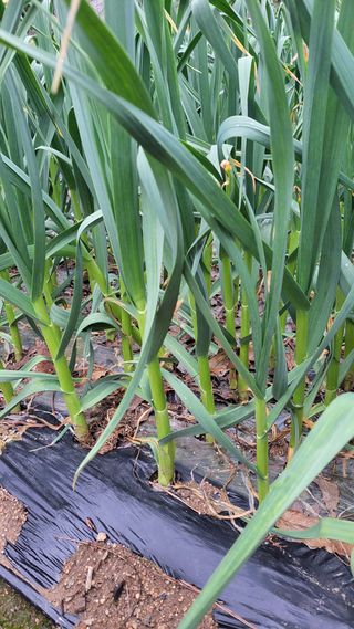 실버농부님의 마늘 · 일상 작성글 사진