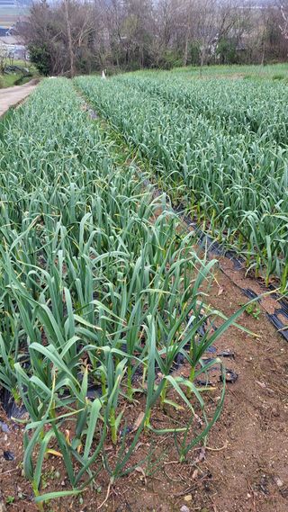 실버농부님의 마늘 · 일상 작성글 사진