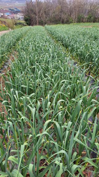 실버농부님의 마늘 · 일상 작성글 사진