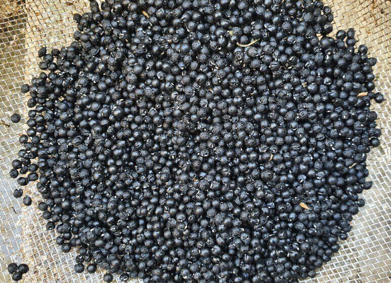 황덕순 님의 장터 판매 상품 [명이나물 겨울종근.씨앗 주문판매 ] 첨부 사진