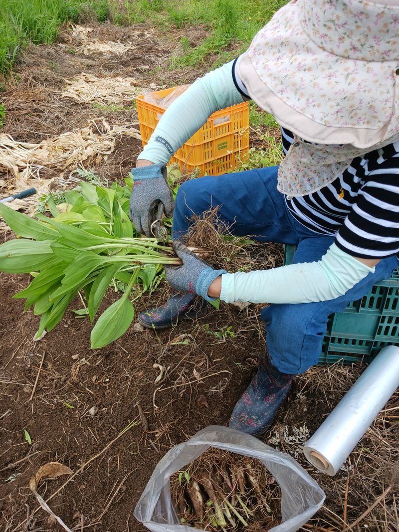 황덕순 님의 장터 판매 상품 [명이나물 겨울종근.씨앗 주문판매 ] 첨부 사진