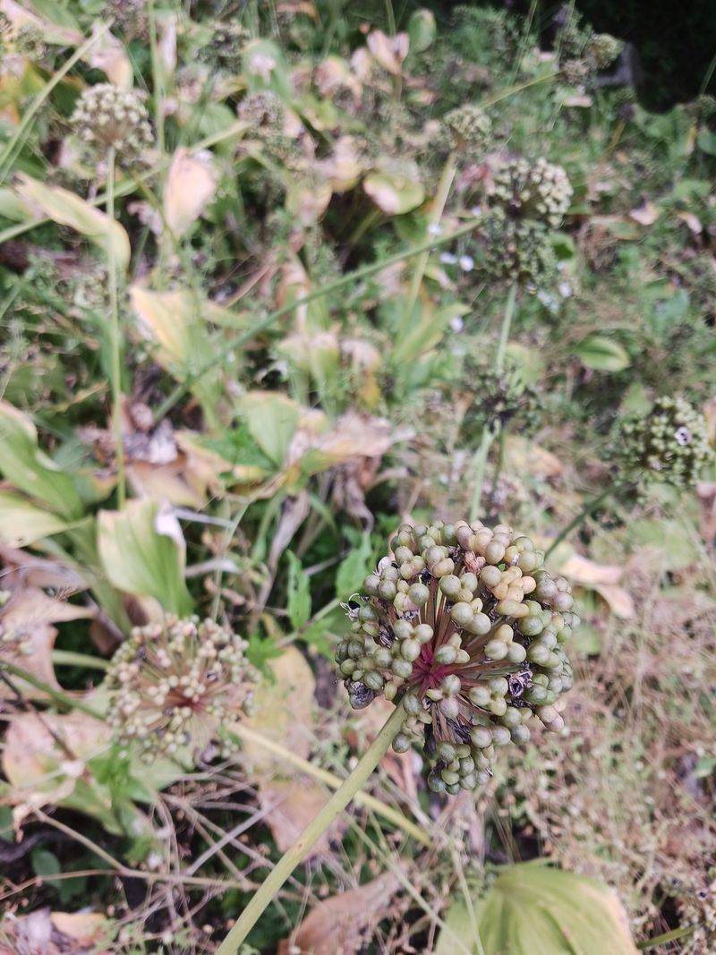 황덕순 님의 장터 판매 상품 [명이나물 겨울종근.씨앗 주문판매 ] 첨부 사진