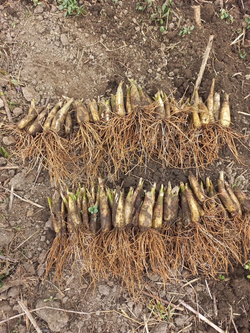 황덕순 님의 장터 판매 상품 [명이나물 겨울종근.씨앗 주문판매 ] 첨부 사진