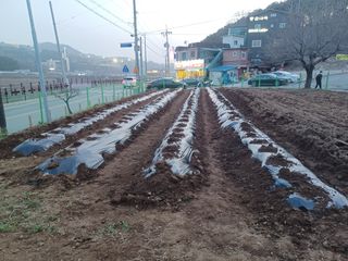 최문옥님의 4월 내 작물 자랑하기 · 참여글 작성글 사진