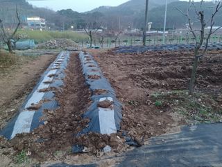 최문옥님의 4월 내 작물 자랑하기 · 참여글 작성글 사진