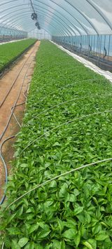 팜모닝 4월 내 작물 자랑하기·참여글 게시글 이미지