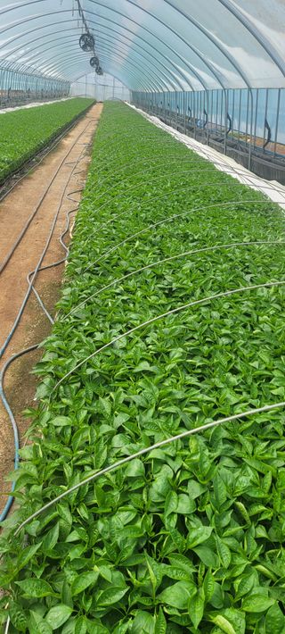 이균영님의 4월 내 작물 자랑하기 · 참여글 작성글 사진