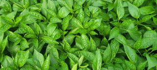 이균영님의 4월 내 작물 자랑하기 · 참여글 작성글 사진