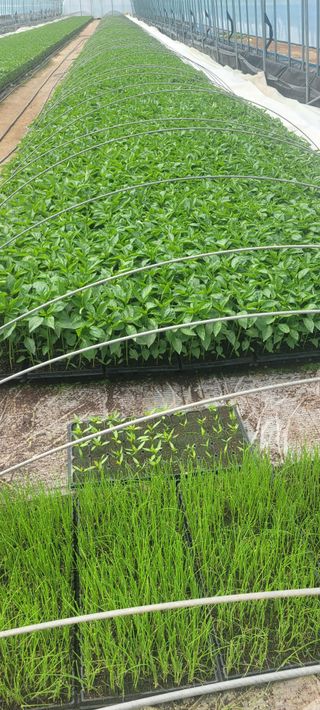 이균영님의 4월 내 작물 자랑하기 · 참여글 작성글 사진