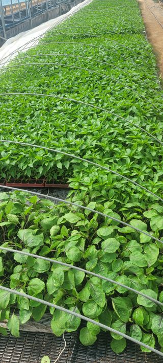 이균영님의 4월 내 작물 자랑하기 · 참여글 작성글 사진