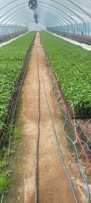 이균영님의 4월 내 작물 자랑하기 · 참여글 작성글 사진