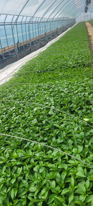 이균영님의 4월 내 작물 자랑하기 · 참여글 작성글 사진