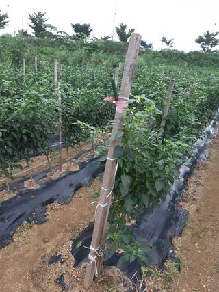 안재명님의 팜모닝 · 출석 작성글 사진