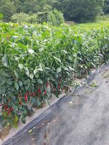 팜모닝 팜모닝·출석 게시글 이미지