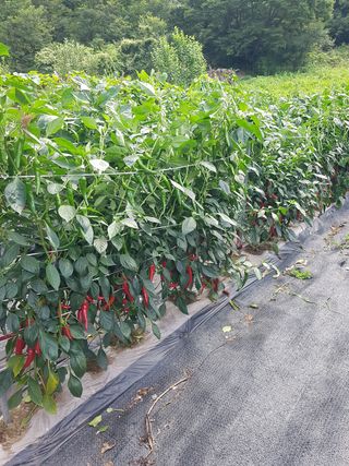 장희정 님의 팜모닝 · 출석 작성글 사진