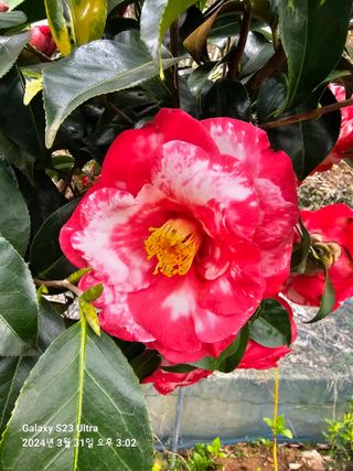 마로니에농원님의 자유주제 · 자유게시판 작성글 사진