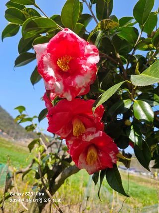 마로니에농원님의 자유주제 · 자유게시판 작성글 사진