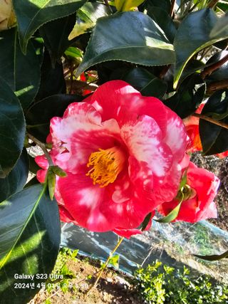 마로니에농원님의 자유주제 · 자유게시판 작성글 사진