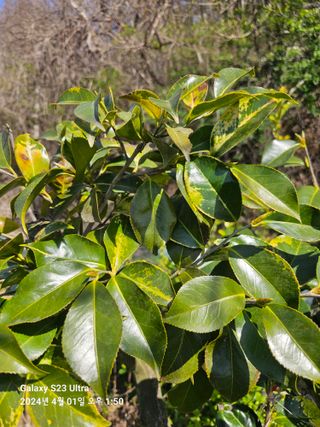 마로니에농원님의 자유주제 · 자유게시판 작성글 사진