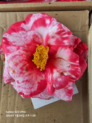 마로니에농원님의 자유주제 · 자유게시판 작성글 사진