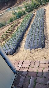 팜모닝 자유주제·칭찬해요 게시글 이미지