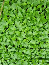 팜모닝 고추·영농일지 게시글 이미지