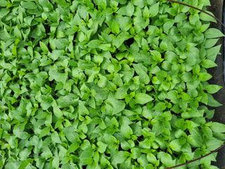 태풍한가름님의 고추 · 영농일지 작성글 사진