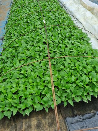 태풍한가름님의 4월 내 작물 자랑하기 · 참여글 작성글 사진