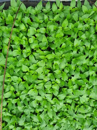 태풍한가름님의 4월 내 작물 자랑하기 · 참여글 작성글 사진