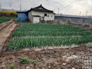 다마내기님의 양파 · 영농일지 작성글 사진