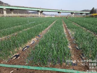다마내기님의 양파 · 영농일지 작성글 사진