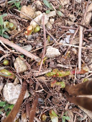 고추들깨이종우님의 자유주제 · 자유게시판 작성글 사진