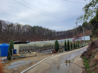 유병선(김천자두)님의 자유주제 · 자유게시판 작성글 사진