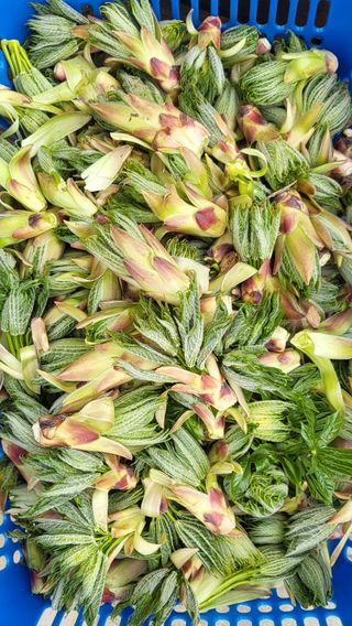 은태농님의 4월 내 작물 자랑하기 · 참여글 작성글 사진