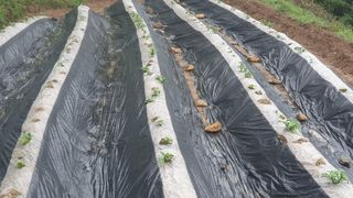 이미영님의 감자 · 영농일지 작성글 사진