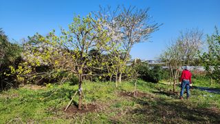 Captain김상곤님의 들깨 · 영농일지 작성글 사진