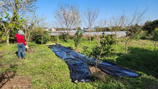 Captain김상곤님의 들깨 · 영농일지 작성글 사진