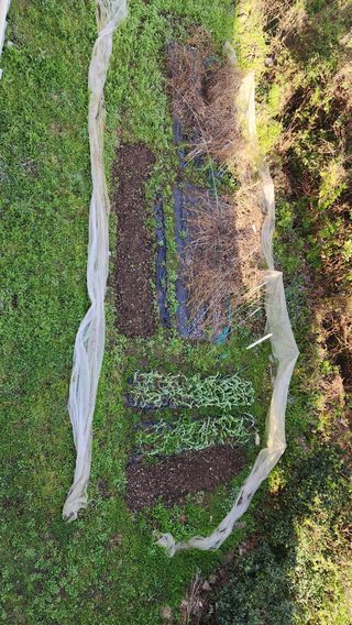 Captain김상곤님의 들깨 · 영농일지 작성글 사진