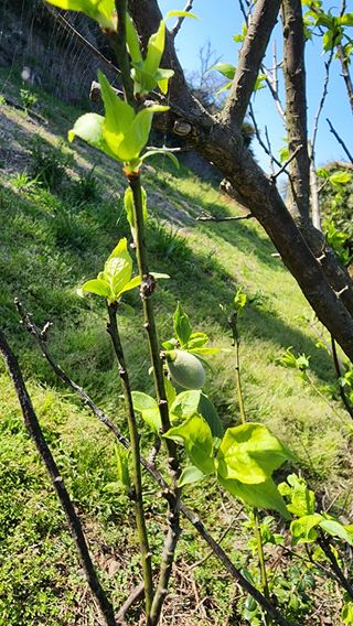 Captain김상곤님의 들깨 · 영농일지 작성글 사진