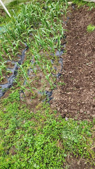 Captain김상곤님의 들깨 · 영농일지 작성글 사진