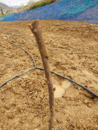 민영님의 기타작물 · 영농일지 작성글 사진