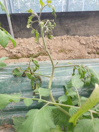 백산농장님의 토마토·파종•정식 작성글 사진